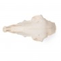 Crâne de mouton (Ovis aries), femelle, modèle préparé