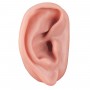acupuncture de l'oreille,droite