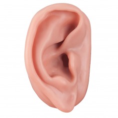 Acupuncture de l'oreille, droite