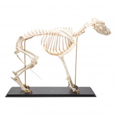 Squelette de chien (Canis lupus familiaris), taille L, modèle préparé