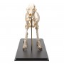 Squelette de chien (Canis lupus familiaris), taille L, modèle préparé