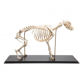 Squelette de chien (Canis lupus familiaris), taille M, modèle préparé