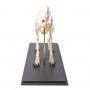 Squelette de chien (Canis lupus familiaris), taille M, modèle préparé
