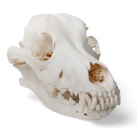 Crâne de chien (Canis lupus familiaris), taille L, modèle préparé