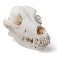 Crâne de chien (Canis lupus familiaris), taille L, modèle préparé