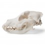 Crâne de chien (Canis lupus familiaris), taille M, modèle préparé