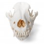 Crâne de chien (Canis lupus familiaris), taille M, modèle préparé