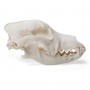 Crâne de chien (Canis lupus familiaris), taille M, modèle préparé