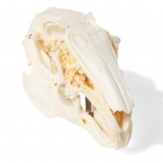Crâne de lapin (Oryctolagus cuniculus var. domestica), modèle préparé