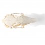 Crâne de lapin (Oryctolagus cuniculus var. domestica), modèle préparé