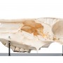 Coupe sagittale d'un crâne de cheval (Equus ferus caballus), modèle préparé