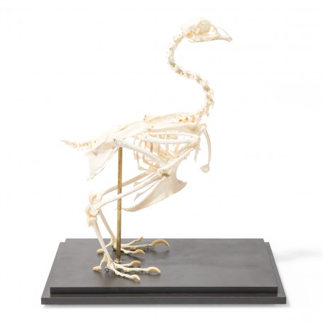 Squelette de poulet (Gallus gallus domesticus), modèle préparé