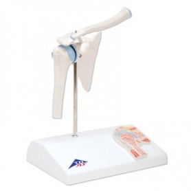 Articulation miniature de l'épaule avec coupe transversale 