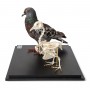 Pigeon et squelette de pigeon (Columba livia domestica), sous couvercle de protection transparent, modèles préparés