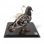 Pigeon et squelette de pigeon (Columba livia domestica), sous couvercle de protection transparent, modèles préparés