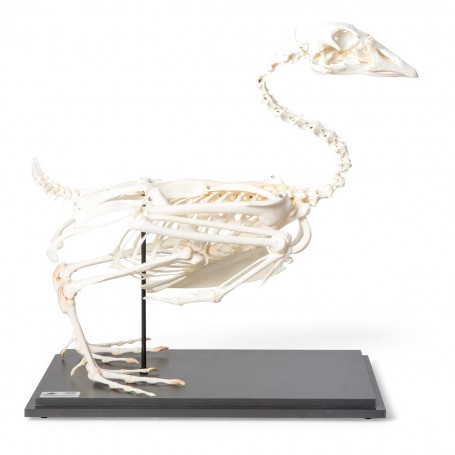 Squelette d'oie (Anser anser domesticus), modèle préparé