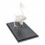 Squelette de canard (Anas platyrhynchos domestica), modèle préparé