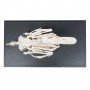 Squelette de canard (Anas platyrhynchos domestica), modèle préparé
