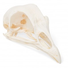 Crâne de poulet (Gallus gallus domesticus), modèle préparé