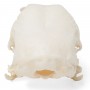 Crâne de poulet (Gallus gallus domesticus), modèle préparé