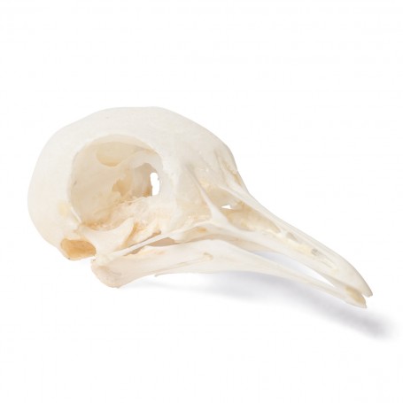 Crâne de pigeon (Columba livia domestica), modèle préparé