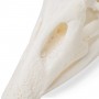 Crâne d'oie (Anser anser domesticus), modèle préparé