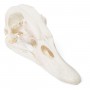Crâne de canard (Anas platyrhynchos domestica), modèle préparé