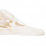 Crâne de canard (Anas platyrhynchos domestica), modèle préparé