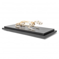 Squelette de rat (Rattus rattus), modèle préparé - 3B Scientific