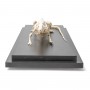Squelette de rat (Rattus rattus), modèle préparé - 3B Scientific