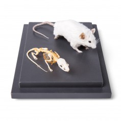 Souris et squelette de souris (Mus musculus), sous couvercle de protection transparent, préparations naturelles