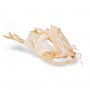 Tête de silure glane (Silurus glanis), modèle préparé - 3B Scientific