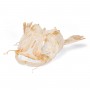 Tête de silure glane (Silurus glanis), modèle préparé - 3B Scientific
