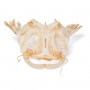 Tête de silure glane (Silurus glanis), modèle préparé - 3B Scientific