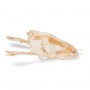 Tête de silure glane (Silurus glanis), modèle préparé - 3B Scientific