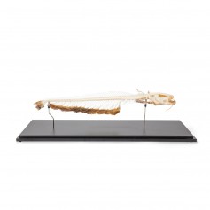 Squelette de silure glane (Silurus glanis), modèle préparé - 3B Scientific