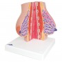 Modèle de poitrine féminine - 3B Smart Anatomy