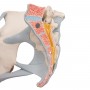 Bassin féminin avec ligaments, en trois pièces