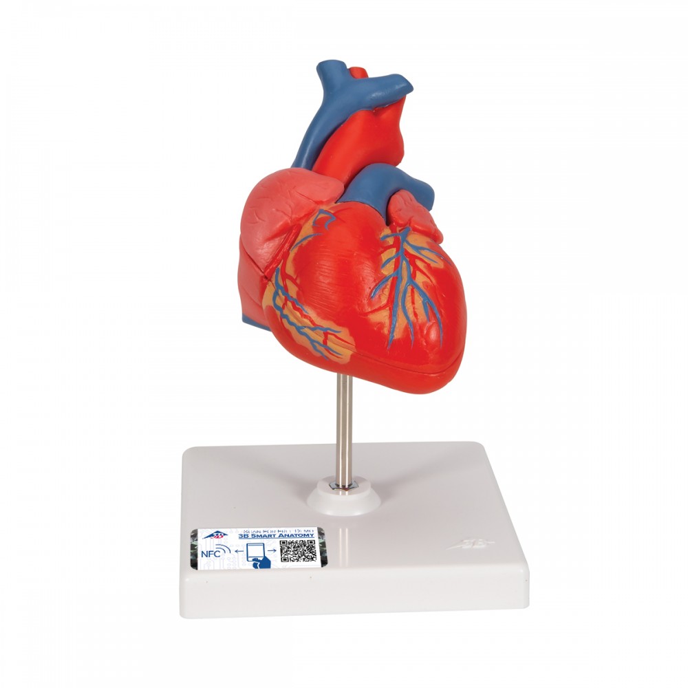 anatomie du cœur humain