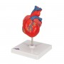 Coeur classique, en 2 parties 