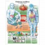 Planche Anatomique Le diabète - 3B Scientific