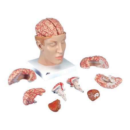 Cerveau avec artères, monté sur base de la tête, en 8 partie 