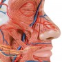 Demi-tête avec musculature 