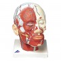 Musculature de la tête avec vaisseaux sanguins 