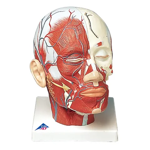 Musculature de la tête avec vaisseaux sanguins 