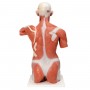 Torse avec musculature, grandeur nature, en 27 parties 