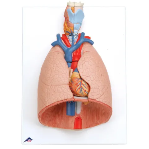 Poumon avec larynx, en 7 parties