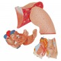 Poumon avec larynx, en 7 parties 