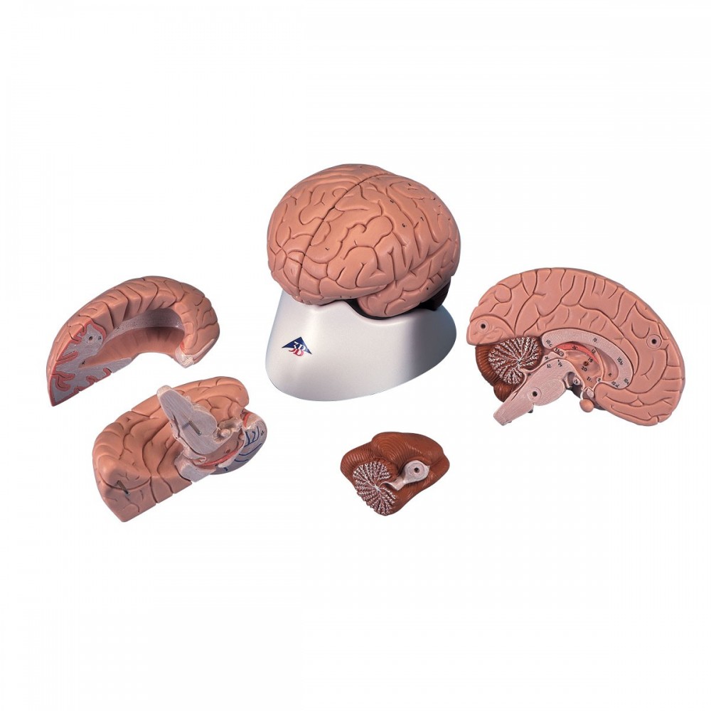 cerveau humain