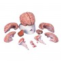 Cerveau avec artères, en 9 parties 